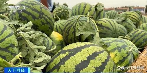 热门大瓜每日必吃大瓜合集,揭秘娱乐圈最新动态，一网打尽娱乐圈风云