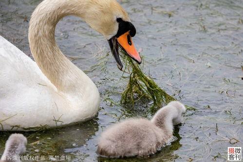 网红大鹅,从田间到网络，一只鹅的传奇之旅