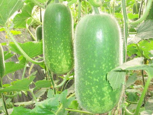 网红大瓜搜索 911爆料精彩瞬间,网红大瓜精彩瞬间大盘点